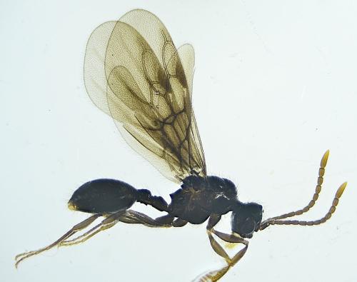 Myrmecina graminicola
